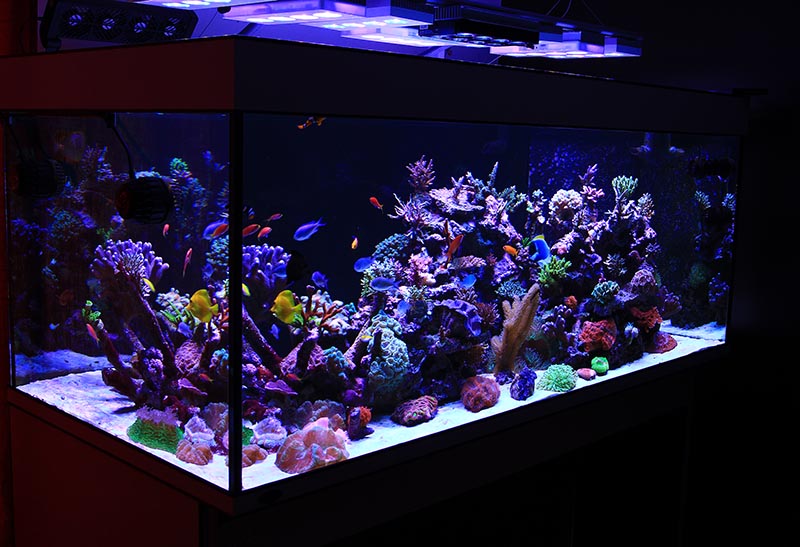 Top DD The Aquarium Solution